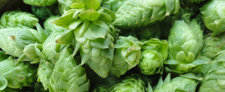hops_closeup