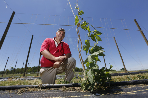 Ohio State University extension horticulturist Brad Bergefurd shows off a newly planted hops bine (cg) that will eventually climb to approximately 17 feet tall before being harvested for possible use by craft beer brewers.  The photo was taken in Piketon on June 4, 2013.  The small test planting consists of large poles strong with metal wire to which jute is attached for the hops bines to climb.