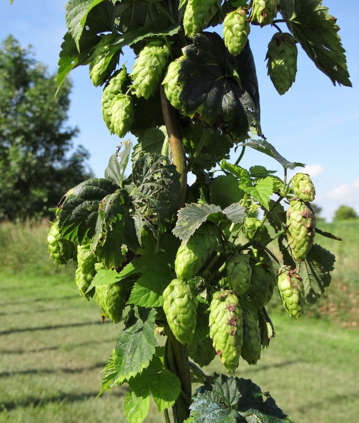 cascade hops at rustic brew farms