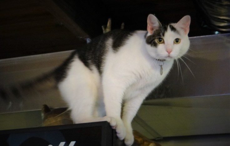 Granville Brewery Cat