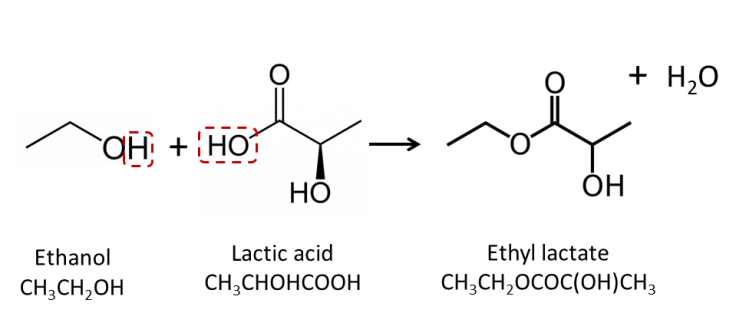 The reaction of lactic acid and ethanol produces the ester, ethyl lactate and water. In the fermentation of sour beers this type of reaction is driven by brettanomyces and responsible for much of the fruity flavors that abound in tart Flanders ales.